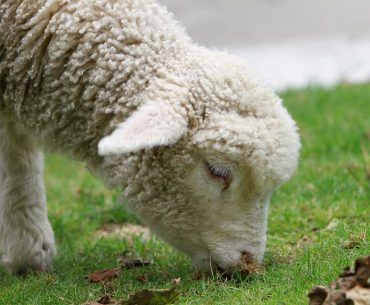 Sejarah Singkat Domba Selandia Baru