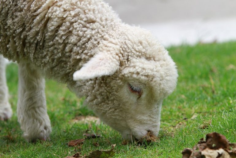 Sejarah Singkat Domba Selandia Baru