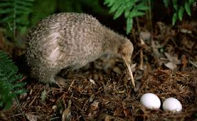 Mengapa Selandia Baru Disebut Kiwi?