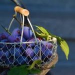 Mengapa Plum Suci untuk Budaya Serbia?