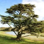 7 Hal Menarik dan Khas dari Lebanon