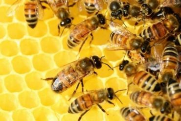 Manis dan Sehat, Ini 5 Fakta Tentang Madu