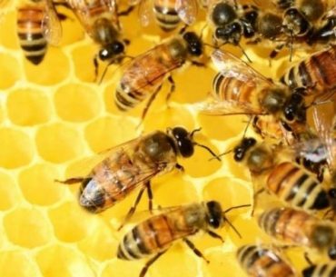 Manis dan Sehat, Ini 5 Fakta Tentang Madu Manis dan Sehat, Ini 5 Fakta Tentang Madu