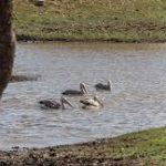 Mengapa Sri Lanka Adalah Salah Satu Tujuan Terbaik Dunia untuk Safari