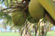 Mengapa Kelapa Lebih dari Sekadar Buah di Ghana