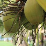 Mengapa Kelapa Lebih dari Sekadar Buah di Ghana