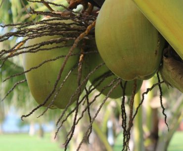 Mengapa Kelapa Lebih dari Sekadar Buah di Ghana