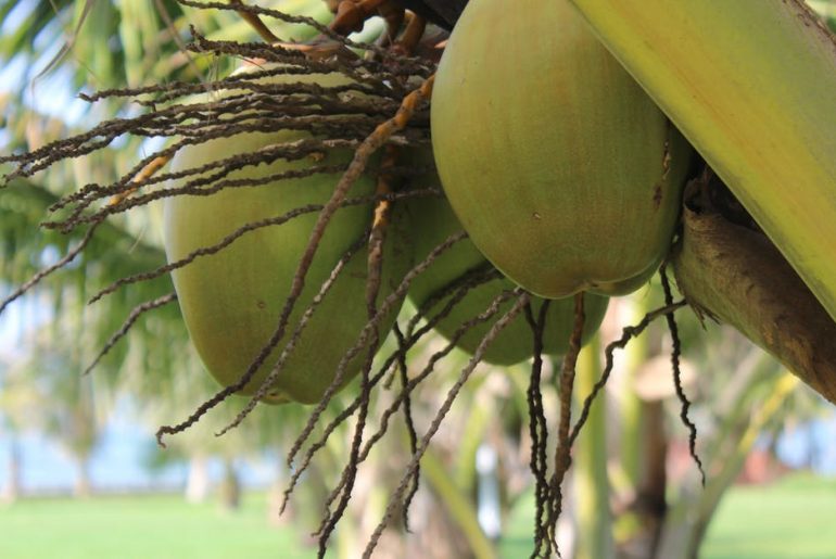 Mengapa Kelapa Lebih dari Sekadar Buah di Ghana