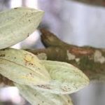 Hal-hal yang Tidak Anda Ketahui Tentang Cokelat Afrika Asli