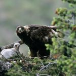 Hore! Penguasa Langit Telah Lahir