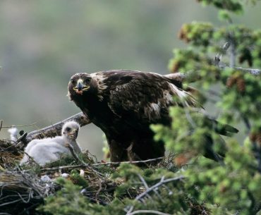 Hore! Penguasa Langit Telah Lahir