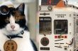 Lucunya Tama, Kucing Pertama yang Menjadi Kepala Stasiun di Jepang