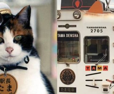 Lucunya Tama, Kucing Pertama yang Menjadi Kepala Stasiun di Jepang Lucunya Tama, Kucing Pertama yang Menjadi Kepala Stasiun di Jepang