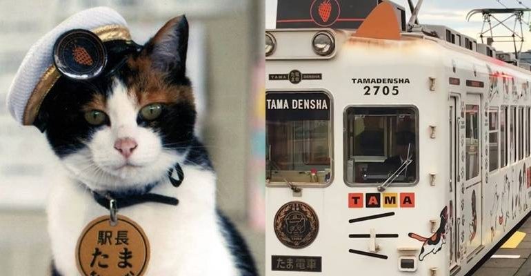 Lucunya Tama, Kucing Pertama yang Menjadi Kepala Stasiun di Jepang