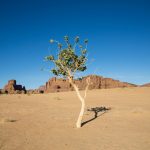 Kisah Teladan Rasulullah yang Adil Terhadap Seorang Yahudi