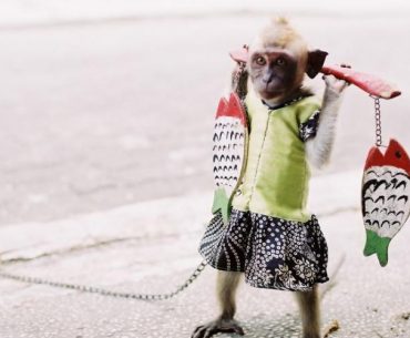 Hukum Memberi Uang Pada Pengamen & Topeng Monyet