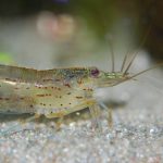 Ada Obat Terlarang dalam Udang. Ini Penemuan Lengkapnya