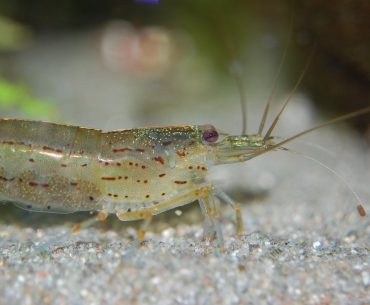 Ada Obat Terlarang dalam Udang. Ini Penemuan Lengkapnya Ada Obat Terlarang dalam Udang. Ini Penemuan Lengkapnya