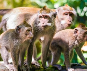 Ini Alasan Kita Tidak Perlu Khawatir dengan Cacar Monyet Ini Alasan Mengapa Kita Tidak Perlu Terlalu Khawatir dengan Cacar Monyet