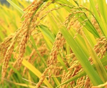 6 Teladan Sikap Tawadhu dari Rasulullah 6 Teladan Sikap Tawadhu dari Rasulullah