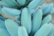 Blue Java Banana, Pisang Biru dengan Tekstur Unik