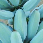 Blue Java Banana, Pisang Biru dengan Tekstur Unik