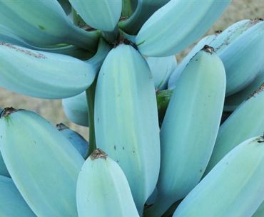 Blue Java Banana, Pisang Biru dengan Tekstur Unik Blue Java Banana, Pisang Biru dengan Tekstur Unik