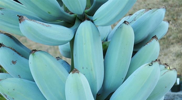 Blue Java Banana, Pisang Biru dengan Tekstur Unik