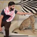 Ini Alasan Banyak Orang di Timur Tengah Memelihara Cheetah