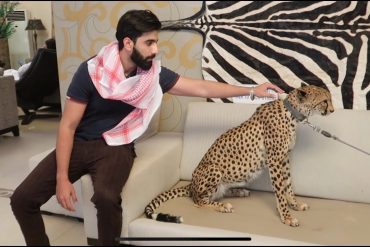 Ini Alasan Banyak Orang di Timur Tengah Memelihara Cheetah