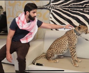 Ini Alasan Orang di Timur Tengah Memelihara Cheetah Ini Alasan Banyak Orang di Timur Tengah Memelihara Cheetah