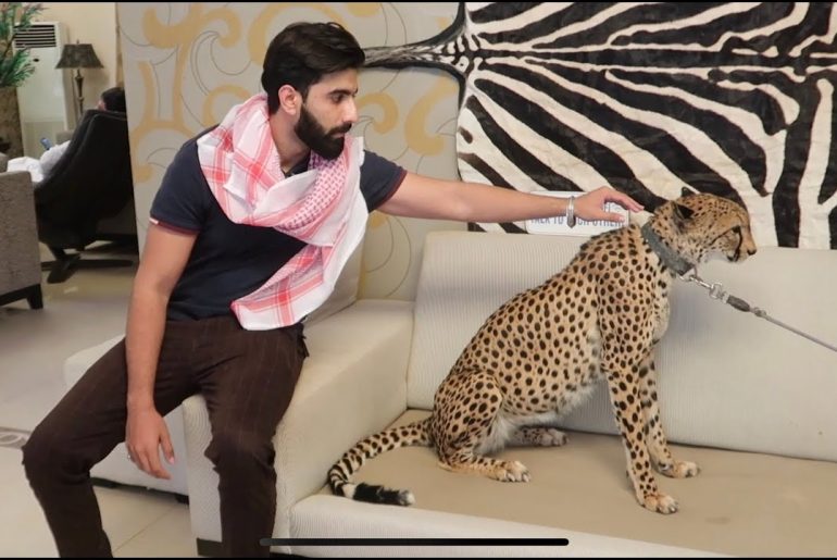 Ini Alasan Banyak Orang di Timur Tengah Memelihara Cheetah