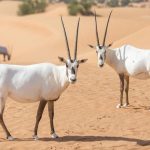 Dilindungi dan Terancam Punah, Oryx Menjadi Hewan Kesayangan Warga Oman
