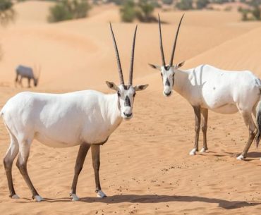 Dilindungi dan Terancam Punah, Oryx Menjadi Hewan Kesayangan Warga Oman Dilindungi dan Terancam Punah, Oryx Menjadi Hewan Kesayangan Warga Oman
