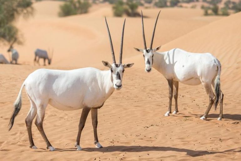 Dilindungi dan Terancam Punah, Oryx Menjadi Hewan Kesayangan Warga Oman