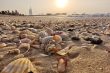 Suka Kerang? Pantai-Pantai Ini Memiliki Banyak Kerang yang Cantik