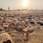 Suka Kerang? Pantai-Pantai Ini Memiliki Banyak Kerang yang Cantik