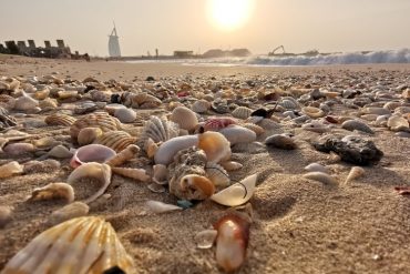 Suka Kerang? Pantai-Pantai Ini Memiliki Banyak Kerang yang Cantik