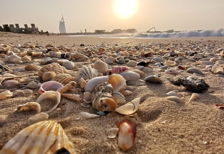 Suka Kerang? Pantai-Pantai Ini Memiliki Banyak Kerang yang Cantik