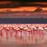 Mengapa Burung Flamingo Menyerbu Danau Tuz di Turki?