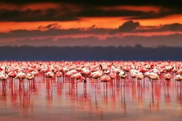 Mengapa Burung Flamingo Menyerbu Danau Tuz di Turki?