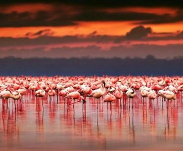 Mengapa Burung Flamingo Menyerbu Danau Tuz di Turki? Mengapa Burung Flamingo Menyerbu Danau Tuz di Turki?