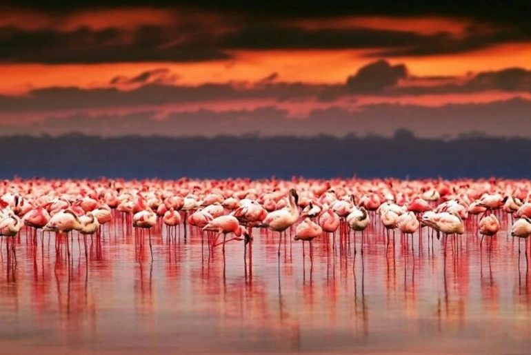 Mengapa Burung Flamingo Menyerbu Danau Tuz di Turki?