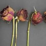 Putus Sekolah: Tidak Ada Yang Akan Menikah Denganku