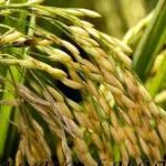 5 Pilar Yang Meningkatkan Kerendahan Hati Kita