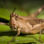 Diserang Hama Belalang, Warga Yaman Justru Gembira. Kenapa, Ya?