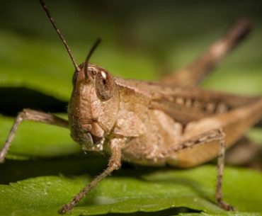 Diserang Hama Belalang, Warga Yaman Justru Gembira. Kenapa, Ya? Diserang Hama Belalang, Warga Yaman Justru Gembira. Kenapa, Ya?