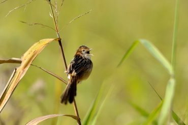 Shalat Dhuha Melancarkan Rezeki?