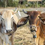 Berqurban Kambing atau Sapi?