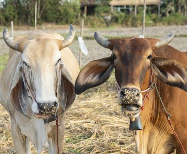Berqurban Kambing atau Sapi?